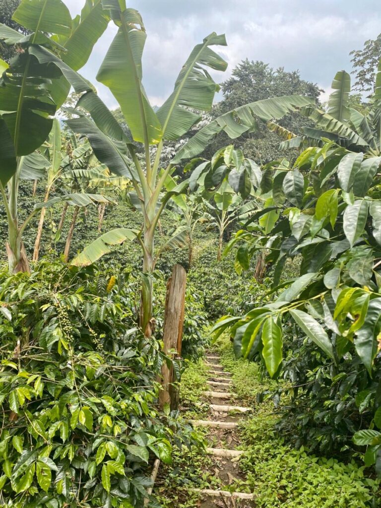 Natur in Südamerika