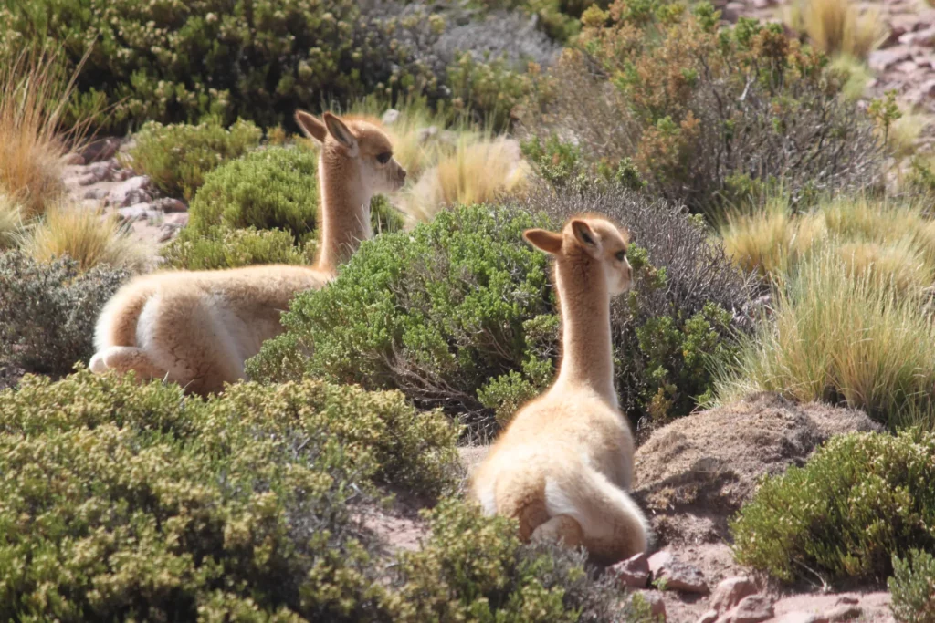 Tierwelt Südamerika