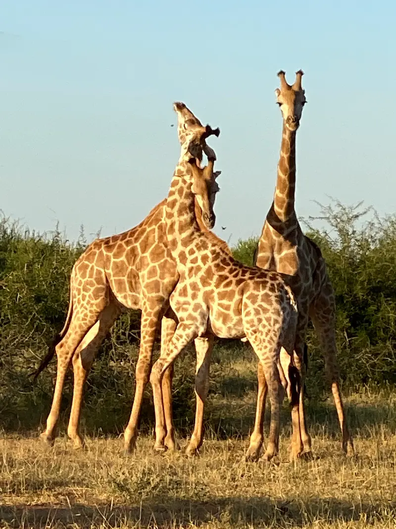 Giraffen