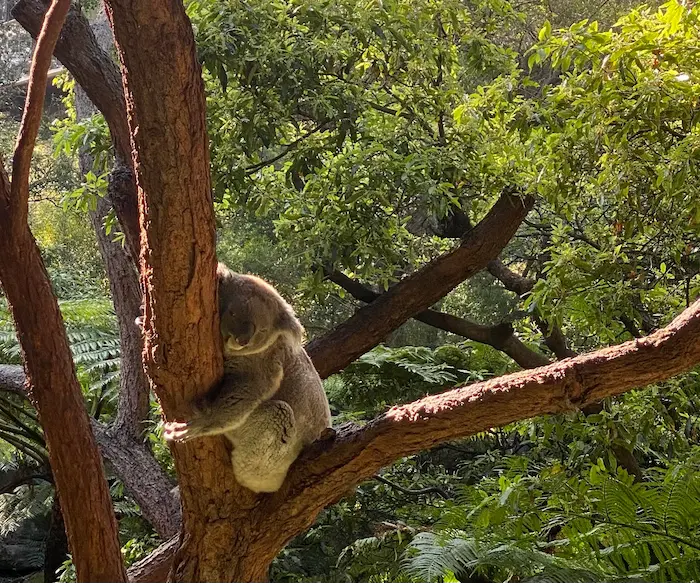 Koala am Baum