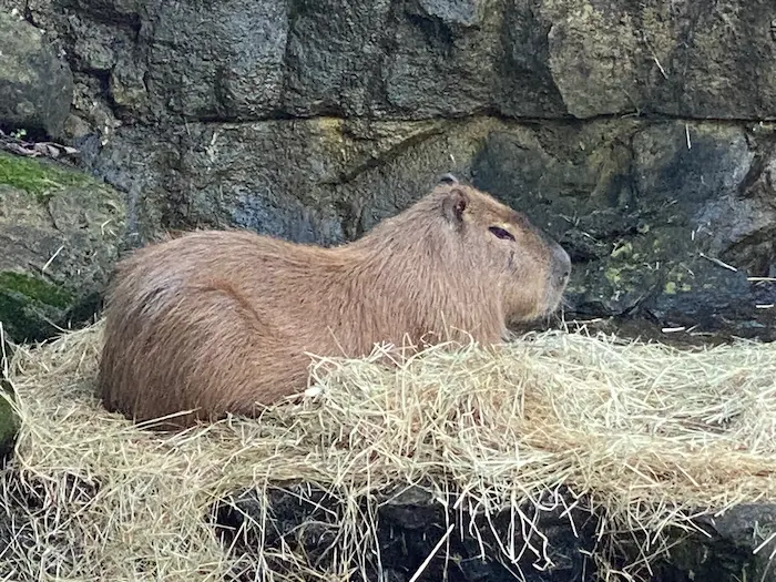 Capybara